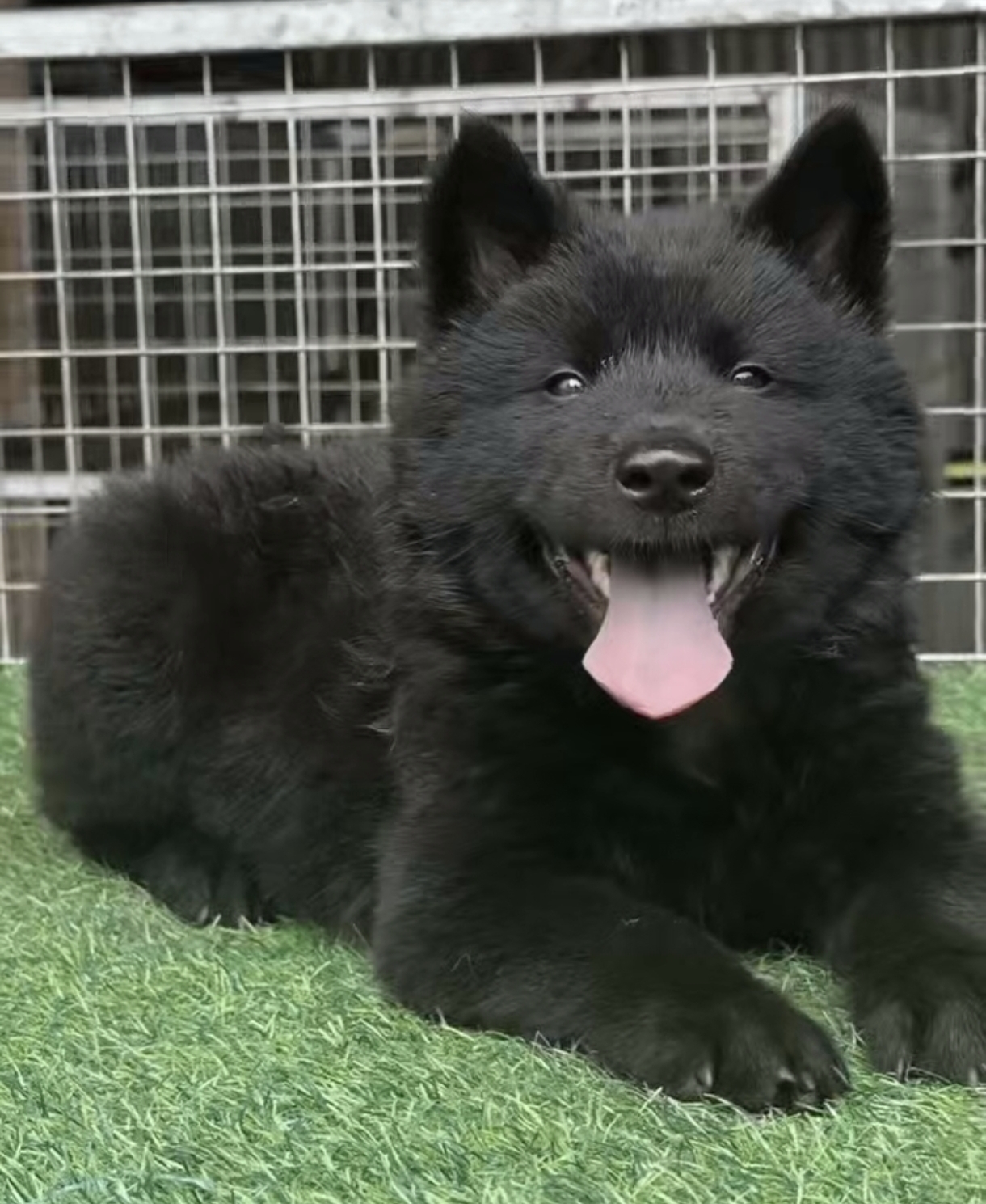 老家养的五黑犬（黑毛、黑鼻、黑眼、黑舌、黑爪）中华田园